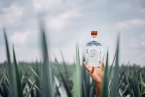 Casa Mexico Tequila Bottle in an agave field in Guadalarja