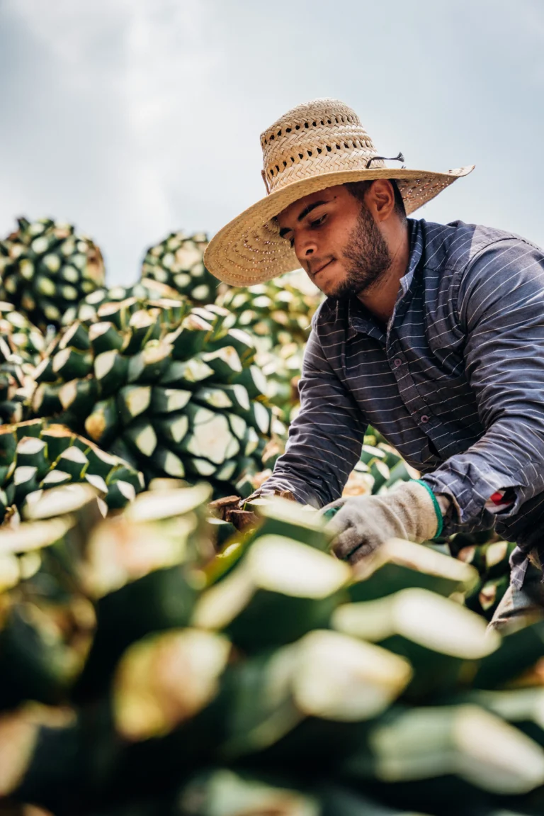 Jimador in a straw hat working over freshly trimmed blue Weber agave piñas during harvest